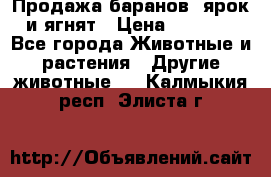 Продажа баранов, ярок и ягнят › Цена ­ 3 500 - Все города Животные и растения » Другие животные   . Калмыкия респ.,Элиста г.